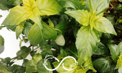 Nature et Saveurs - Ferme Aquaponique et Permacole Astérienne - Plante champignon (Feuilles Fraiches)