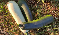 Des Poules et des Vignes à Bourgueil - Courgettes vertes, jaunes et rondes
