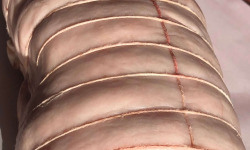 Ferme de la Paumerais - BARDE DE LARD PORC BRETON - 100 Gr (x1)