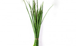 Les Herbes du Roussillon - Ciboulette Fraîche