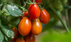 Maréchal Fraicheur - Tomates Roma - 5 kg
