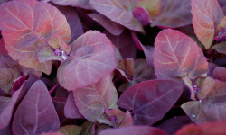 Nature et Saveurs - Ferme Aquaponique et Permacole Astérienne - Arroche Rouge