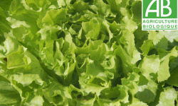 Mon Petit Producteur - Salade Laitue