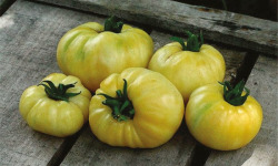 Les Jardins de Mondpa - tomate blanche à orange