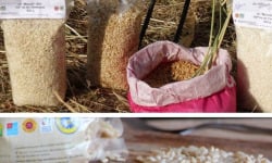 Les Délices du Scamandre - Riz Bio Complet "Manobi" IGP Riz de Camargue - 20kg