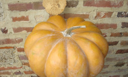 Ferme de Cernunnos - Courge Musquée de Provence entière - 11,7 kg