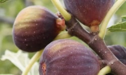 L'OLIVERAIE DU COUDON - FIGUES BIO de SOLLIES PONT en plateau de 1,6kg env