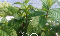 Nature et Saveurs - Ferme Aquaponique et Permacole Astérienne - Menthe marocaine Nahna — fraîcheur du thé à la menthe