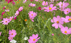 La Cabane à plantes - Fleurs comestible : cosmos roses