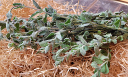 Les Jardins de Gérard - Marjolaine fraîche Bio