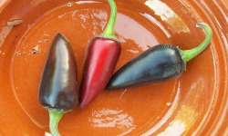 HERBA HUMANA - Piment frais Black Hungarian 40g