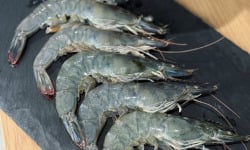 Agriloops - Gambas de Bretagne 1kg (calibre 30-50)