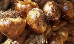 L'OLIVERAIE DU COUDON - AIL FUMÉ EN TRESSE 1KG
