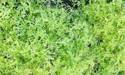 Maison Argentain - Moutarde Verte - 200g
