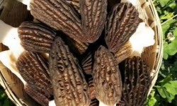 Morilles du Lac - Morilles Fraîches de Forêt - 1kg