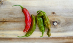 HERBA HUMANA - Piment frais Shishitou 50g