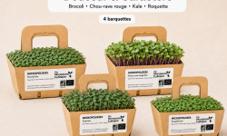 Ma Micropousse culinaire - Micro-pousses bio – Pack Douceur & Caractère – Brocoli, chou rouge, kale & roquette – 4 barquettes