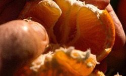 Jardins de la Testa - Clémentine de Corse - 400kg
