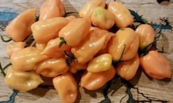 SCEA HERBA HUMANA - Habanero Orange - 300g