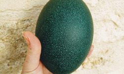 La Ferme Enchantée - Œuf d'Emeu Livraison incluse