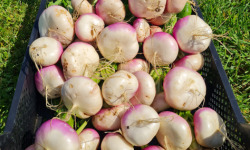 La Ferme de Goas Per - Navet Bio - 1 botte
