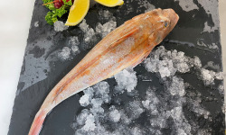 Notre poisson - Grondin perlon lots de 2kg