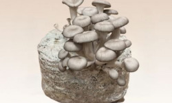 Les Myconautes - Substrat de pleurotes gris Bio