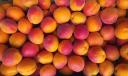 Vergers des brunots - [Précommande] Abricots IGP des Baronnies - Orangered 2 kg