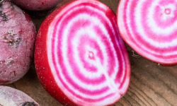 Nature et Saveurs - Ferme Aquaponique et Permacole Astérienne - Betterave Chioggia – Sans fanes
