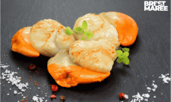 Brest Marée - Noix de Saint Jacques de la Rade de Brest - 1KG