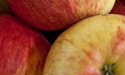 Mon Petit Producteur - Pomme Bio Boskoop - 1kg