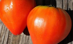 ChâteauFer - Tomate