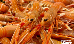 Brest Marée - Langoustines Vivantes petites bretonnes - 1kg