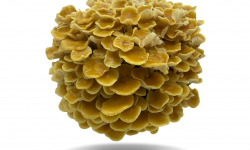 Naturélium - Le golden enoki 2kg