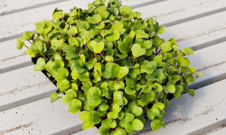 Nature et Saveurs - Ferme Aquaponique et Permacole Astérienne - Micropousse de radis vert – coupée fraîche, prête à l’emploi