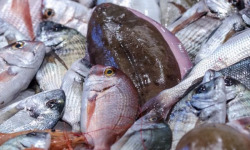 Télémaque - Colis de poissons en direct du bateau - 5kg