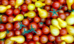 Nature et Saveurs - Ferme Aquaponique et Permacole Astérienne - Tomates cerises rouges & poire jaune : le duo gourmand