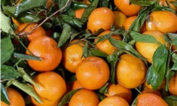 L'OLIVERAIE DU COUDON - Clémentines Catégorie 2 - 10kg