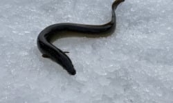 Pêcheur Toni  Micheau - Anguilles Jaunes Sauvages Vidées - 600g (3 Pièces)