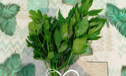Nature et Saveurs - Ferme Aquaponique et Permacole Astérienne - Livèche (Bouquet Frais)