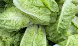 Les Nouvelles Fermes - Cœur de sucrine x2