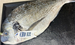 L'atelier des poissonniers - Daurade royale 650g