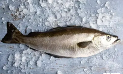 Brest Marée - Lieu Jaune entier - pièce de 1kg