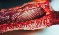 Ferme de la Paumerais - LONGE DE PORC DEMIE - 20 Kg (x1)