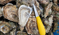 Huitres Damerose - Huitres naturelles Spéciale n°3 - 1 douzaine (12 pièces)