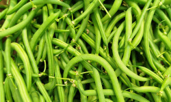 Nature et Saveurs - Ferme Aquaponique et Permacole Astérienne - Haricot Vert Fins Sans Fil Ramassé Main