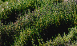 Les Herbes du Roussillon - Thym Frais