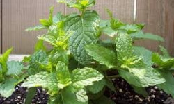 Des Poules et des Vignes à Bourgueil - Plant de menthe