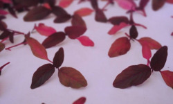 Nature et Saveurs - Ferme Aquaponique et Permacole Astérienne - Amarante rouge jeunes feuilles - 10g