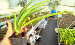 Nature et Saveurs - Ferme Aquaponique et Permacole Astérienne - Plan d'Aloès Vera